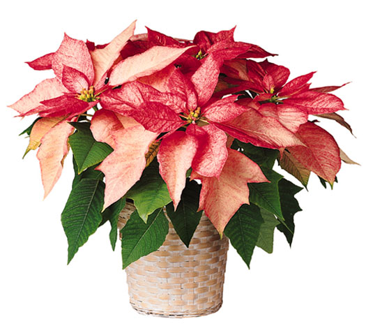 A Pink Poinsettia Virtual Holiday Gift