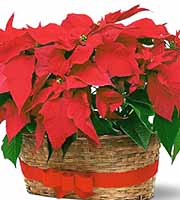 Poinsettia! Poinsettia!