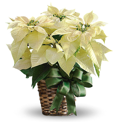 White Poinsettia in Basket