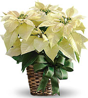 White Poinsettia in Basket