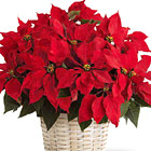 FTD Poinsettia Basket (Large)