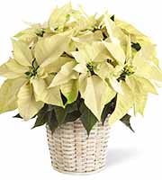 FTD® White Poinsettia Basket (Deluxe)