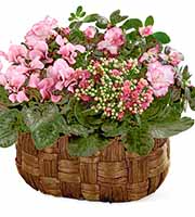 FTD Pink Assortment Basket