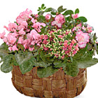 FTD Pink Assortment Basket