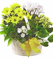 FTD® Bit of Sunshine Plants Basket