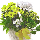 FTD® Bit of Sunshine Plants Basket