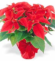 Popular Poinsettia Plant