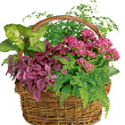 Plants Gifts Large Dish Garden Basket