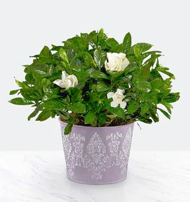 - Potted Fragrant Gardenia Plant