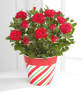 - Jolly Holiday Mini Rose Plant