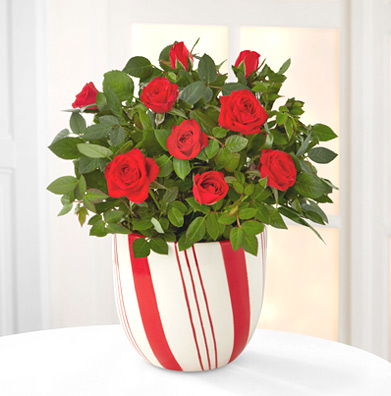 - Candy Cane Christmas Mini Rose (4.5-inch)